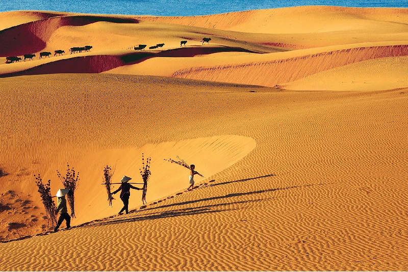 Top 7+ Sa mạc ở Việt Nam nổi tiếng bạn không thể bỏ qua