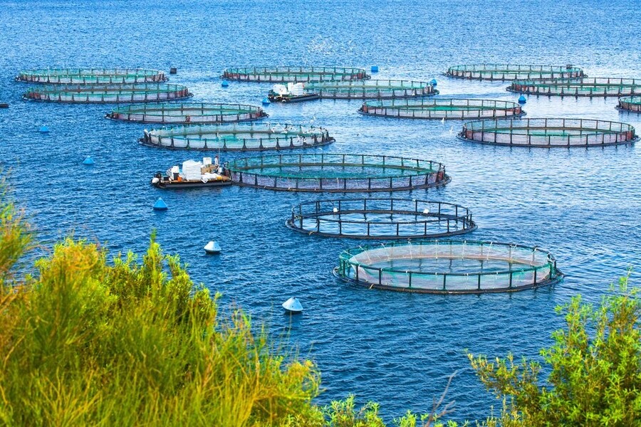 Ngành nuôi trồng thủy sản phát triển mạnh ở đồng bằng sông Cửu Long vì: