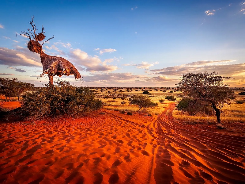 Hình ảnh Sa mạc Kalahari