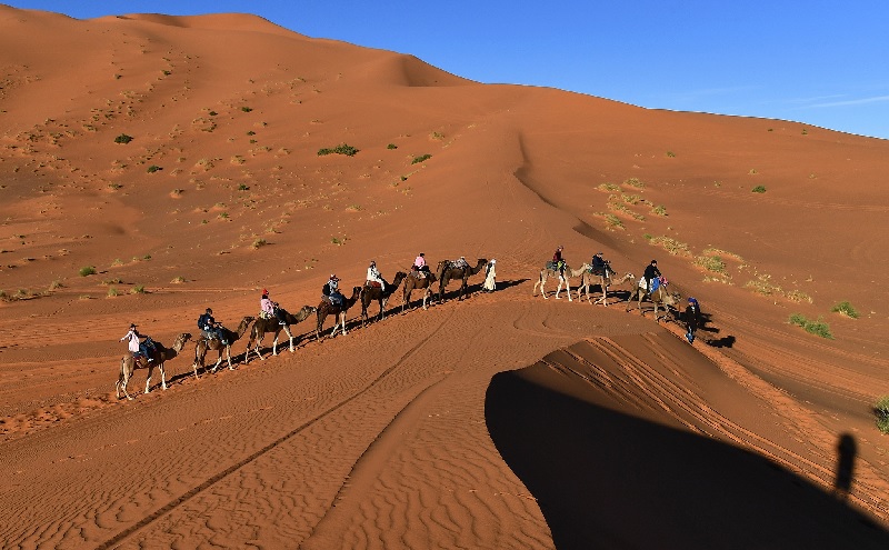 Lạc đà là phương tiện di chuyển ở Sahara