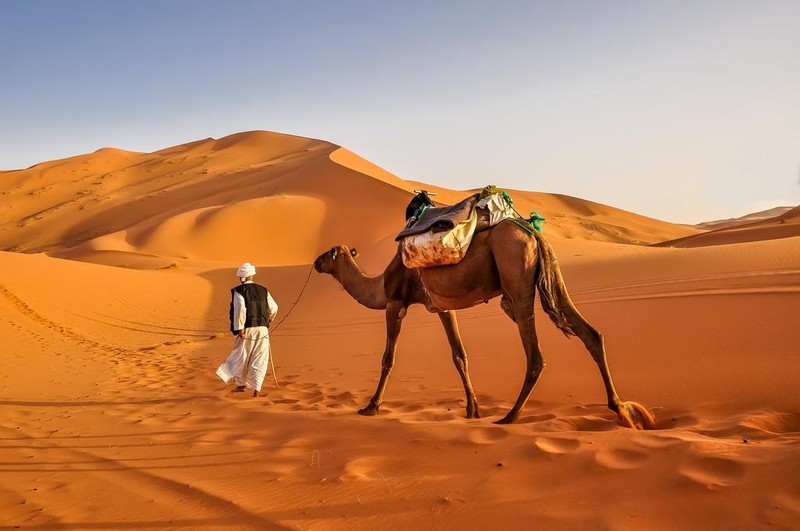 Lạc đà ở Sa mạc
