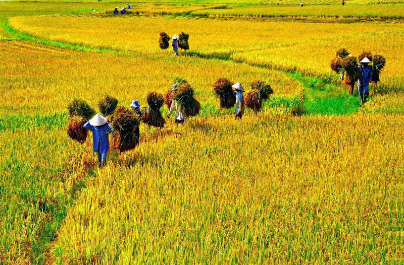Vì sao lúa gạo được trồng nhiều ở đồng bằng Bắc Bộ?
