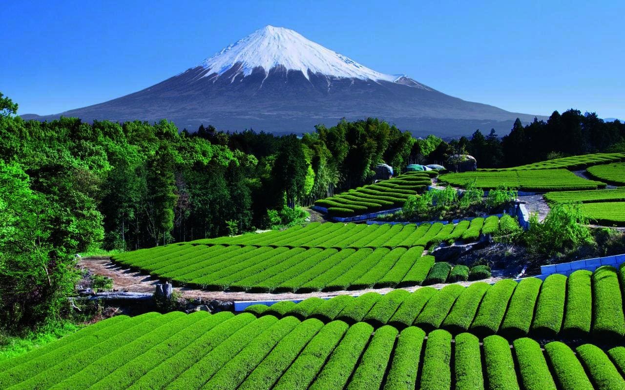 Sản xuất nông nghiệp ở Nhật Bản hoàn toàn phát triển theo hướng thâm canh vì?