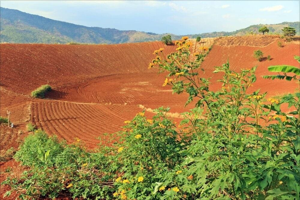 Hai loại đất chiếm diện tích lớn nhất ở Đông Nam Bộ là gì?